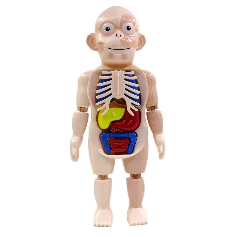 Children's Enlightenment Science And Education Human Organ Model Assembly Toy