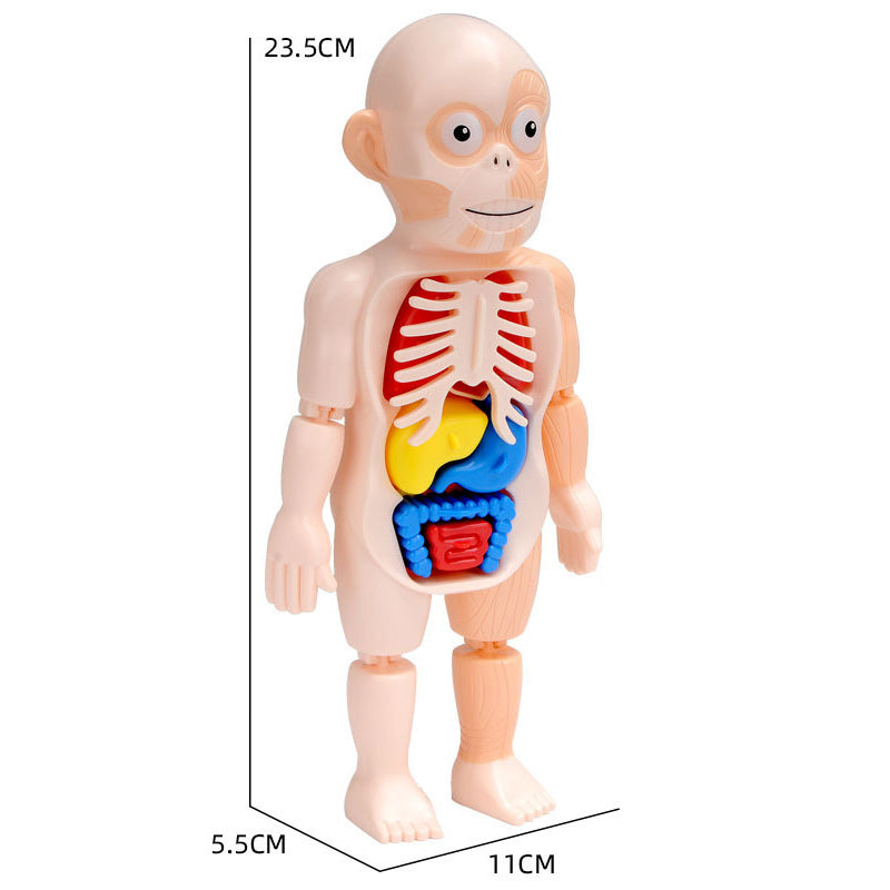 Children's Enlightenment Science And Education Human Organ Model Assembly Toy