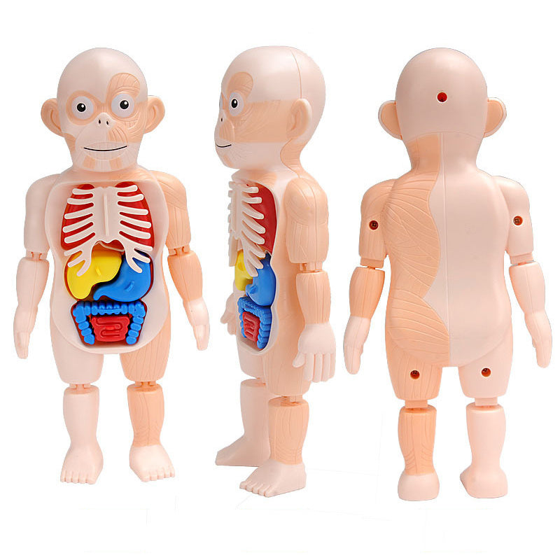 Children's Enlightenment Science And Education Human Organ Model Assembly Toy