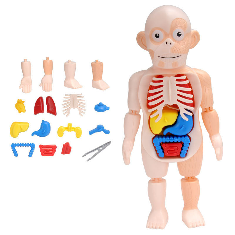 Children's Enlightenment Science And Education Human Organ Model Assembly Toy